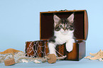 Maine Coon Kitten in chest