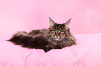 Maine Coon