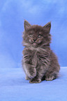 Maine Coon kitten