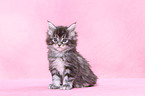 Maine Coon kitten