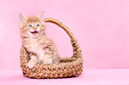 Maine Coon kitten