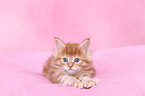 Maine Coon kitten