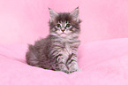 Maine Coon kitten