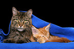 Maine Coon tomcat with kitten