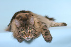 lying Maine Coon tomcat