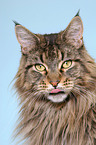 Maine Coon tomcat Portrait