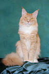 sitting Maine Coon tomcat