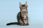 sitting Maine Coon Kitten