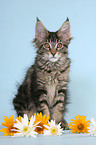 sitting Maine Coon Kitten