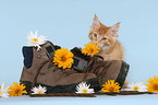 snuffling Maine Coon Kitten