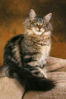 sitting Maine Coon