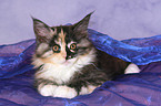 Maine Coon kitten