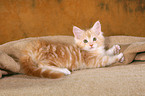 Maine Coon kitten