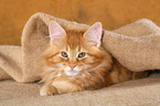 Maine Coon kitten