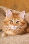 Maine Coon kitten