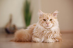 lying Maine Coon