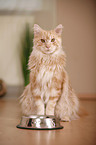 sitting Maine Coon