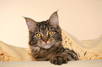 lying Maine Coon