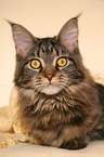 lying Maine Coon