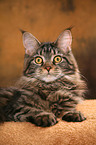 lying Maine Coon