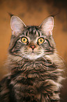 Maine Coon Portrait