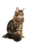 sitting Maine Coon