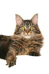 lying Maine Coon