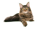 lying Maine Coon