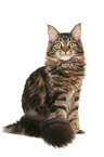 sitting Maine Coon