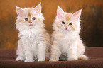 Maine Coon kitten