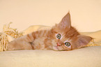 Maine Coon kitten