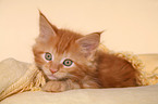 Maine Coon kitten