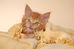 Maine Coon kitten