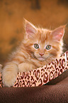 Maine Coon kitten