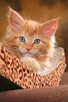 Maine Coon kitten