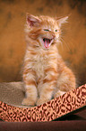 Maine Coon kitten