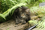 Maine Coon kitten