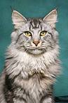 Maine Coon tomcat portrait