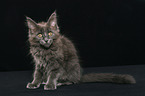 sitting Maine Coon kitten