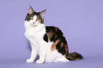 sitting Maine Coon