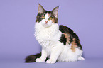 sitting Maine Coon