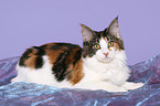 lying Maine Coon