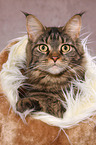 Maine Coon Portrait