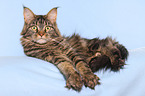 lying Maine Coon