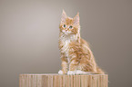 Maine Coon Kitten