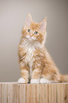 Maine Coon Kitten