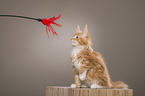 Maine Coon Kitten