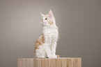 Maine Coon Kitten