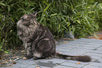 sitting Maine Coon