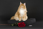 sitting Maine Coon